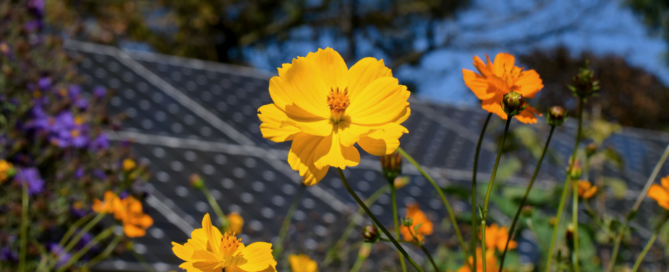 Flowers in front of solar panels